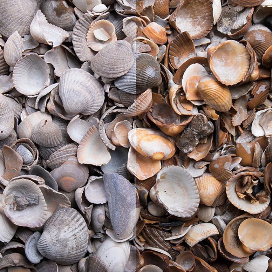 Zierkies Muscheln â Bild 2